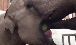 吃瓜大象视频大全,趣味视频大盘点，笑料横生瞬间回顾