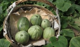 麻包瓜如何晒干吃,传统美食新体验