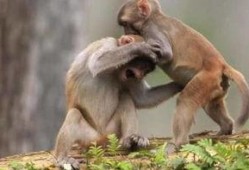 猴子吃瓜打架视频播放