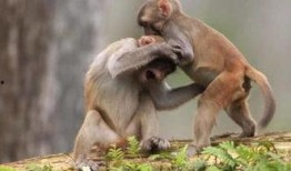 猴子吃瓜打架视频播放