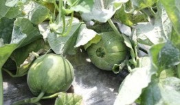 夏日吃瓜的季节,瓜果飘香——畅享清凉夏日美味之旅