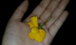 吃瓜群众自己吃瓜视频,揭秘吃瓜群众自制吃瓜视频背后的趣味与智慧