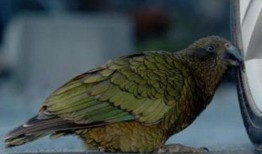 鹦鹉可以吃博洋瓜,揭秘博洋瓜的神奇魅力