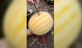 贝可可吃哈密瓜,甜蜜时光的美好回忆