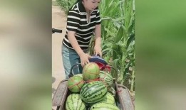 吃瓜视频偷西瓜,吃瓜视频里的西瓜诱惑