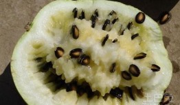 籽瓜摔着吃,摔出美味，摔出健康