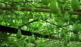 墨西哥怎么吃佛手瓜,佛手瓜的独特食用之道