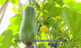 广东最新吃的瓜,广东最新美食风向标大盘点