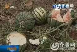 吃瓜西瓜被砸图片,西瓜被砸瞬间，吃瓜群众惊慌失措