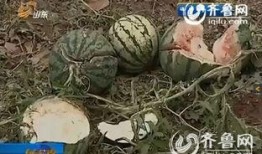 吃瓜西瓜被砸图片,西瓜被砸瞬间，吃瓜群众惊慌失措