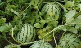 生活就像吃瓜,吃瓜知天下