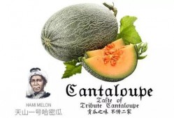 吃瓜群众1号客服