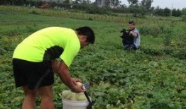 梦见摘人家瓜吃,揭秘摘瓜吃瓜的神秘寓意