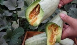 孕妇吃山子瓜,营养与安全并重的孕期饮食选择