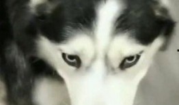 哈士奇悄悄吃瓜,萌态十足引网友爆笑