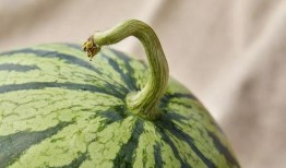 上海震旦吃瓜,一场校园饮食风波的反思