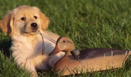 狗狗吃扶手瓜好吗,狗狗食用扶手瓜的安全性探讨