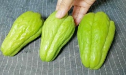 过年吃佛手瓜,新春佳节瓜香满溢