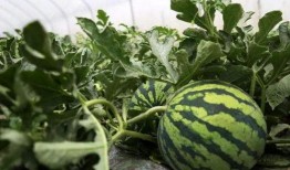 香君路吃瓜,一场别开生面的吃瓜盛宴