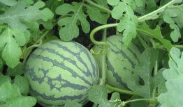 民国吃瓜下载,揭秘民国时期吃瓜群众的趣味生活