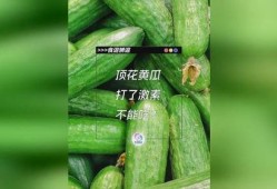 只吃花不吃瓜,揭秘只吃花不吃瓜的独特饮食习惯