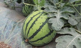 吃瓜就吃真麒麟,吃瓜群众的美食探秘之旅