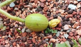 上海吃瓜群头像,揭秘都市生活里的欢乐与八卦