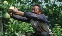 济宁吃瓜杨,揭秘当地特色美食背后的故事