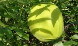 带你吃瓜野生东西,野生瓜果的奇妙世界