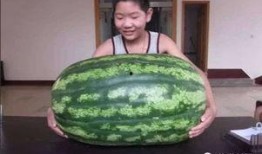 强吃的瓜不甜,揭秘“强吃瓜不甜”背后的真相与启示