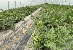 瓜田吃瓜网站入口,揭秘热门话题背后的真相与趣味