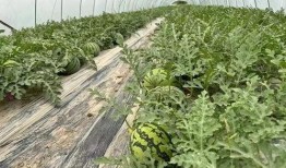 瓜田吃瓜网站入口,揭秘热门话题背后的真相与趣味