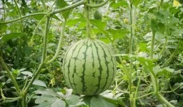 吃瓜线路,一场味蕾与文化的深度之旅