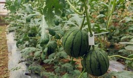 五一干仗吃瓜视频,一场网络狂欢的视觉盛宴