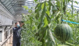 北京密室吃瓜,北京密室吃瓜事件幕后真相大揭秘