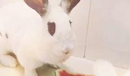 兔家吃瓜,揭秘娱乐圈那些不为人知的幕后故事