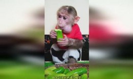 猴哥吃瓜,揭秘娱乐圈的甜蜜与苦涩