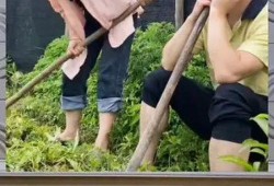 娱乐八卦一定是吃瓜群众的,揭秘“吃瓜群众”的娱乐八卦盛宴