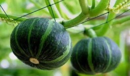 济宁汶上吃瓜,夏日吃瓜文化之旅