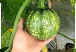 夹心小瓜可以吃吗,美味与健康的双重享受