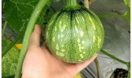 夹心小瓜可以吃吗,美味与健康的双重享受