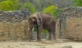 大驴吃瓜,揭秘娱乐圈幕后真相