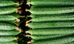 良弟吃瓜,揭秘娱乐圈那些不为人知的幕后故事