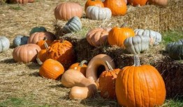 吃一整个瓜,夏日清凉无限