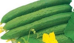 苹果官方吃瓜,一场关于“吃瓜”的狂欢盛宴