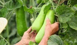 秋吃瓜怎么吃最好,秋季吃瓜的最佳方式揭秘