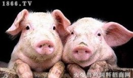 猪怕吃瓜,趣味农业现象背后的科学解读