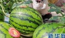 东方甄选顿顿吃瓜,揭秘网红美食背后的故事