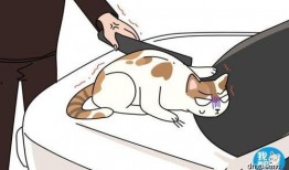 吃瓜法律故事,吃瓜群众的法律故事