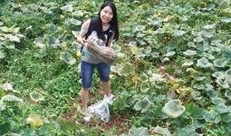 宜宾吃瓜事件视频,一场网络热议的瓜田奇谈